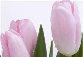 �����ֵ��۾���Ⱦɫ������̽������